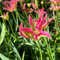 20 pcs tulpenzwiebeln winterhart mehrjährig, Wildtulpen Zwiebeln, blumen pflanzen topfpflanzen echt tulip tulpenzwiebeln kaufen - Tulipa gesneriana - deko wohnzimmer, hydrokultur pflanzen