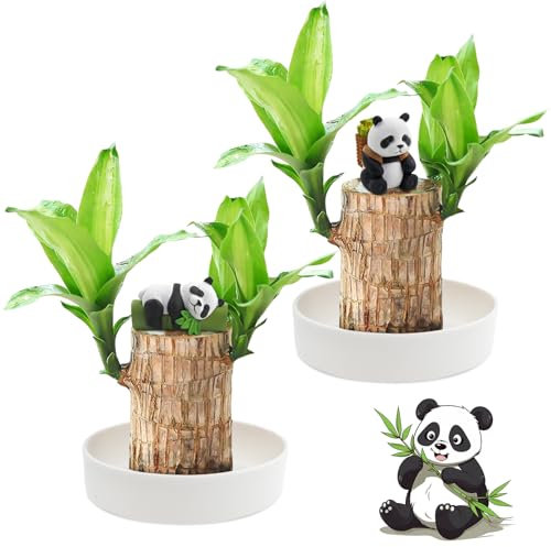 Lot de 2 Plantes en Bois Porte-bonheur Brésilien,Bois Porte-bonheur du Brésil,Ensemble de Plantes en Bois Porte-bonheur du Brésil avec Pot et 2 Ornements de Panda,Souche de Plante Hydroponique en Pot
