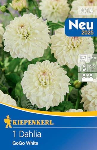 Kiepenkerl Dekorative Dahlie Go Go White 721531 - mehrjährige und wunderschöne Dahlienknollen für Kübel & Beet - Blumenzwiebeln, Dahlien Knollen, Pflanzen