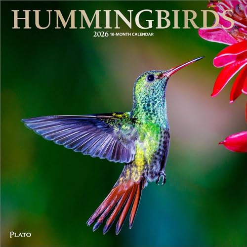 Hummingbirds – Kolibris 2026 – 16-Monatskalender: Original BrownTrout-Kalender [Mehrsprachig] [Kalender] (Wall-Kalender)