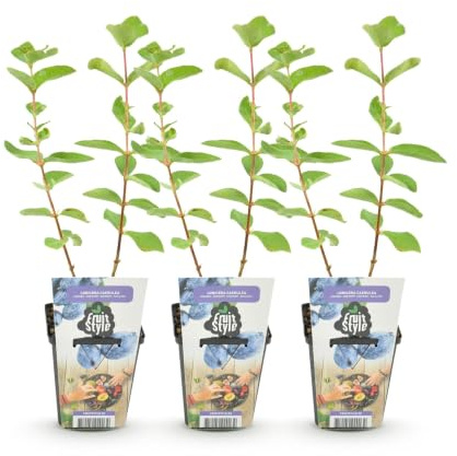 GreenboutiQ - Obstpflanzen - Honigbeere - Lonicera caerulea Kamtschatica - Winterhart - 3 Pflanzen - Topf 9 cm - Blaubeere