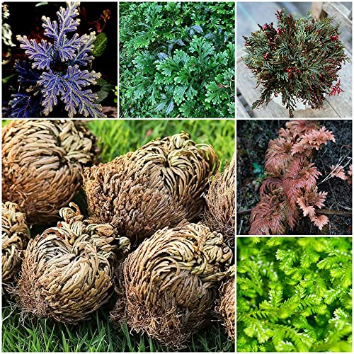 6 Stück rose von jericho kaufen selaginella - Seltene Pflanzen serie - mix zimmerpflanze blumenzwiebeln dekoration wohnzimmer geschenk flowers bonsai blumen geschenke garten