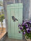 windschief-living Landhaus Fensterladen Vogel in lindgrün, Shabby Antique chic Handgefertigt