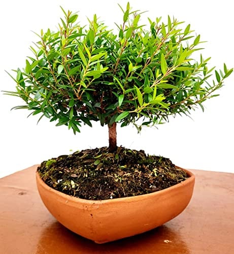 POWERS TO FLOWERS - MIRTO BONSAI IN CIOTOLINA COCCIO BASSA 14X14CM, pianta vera