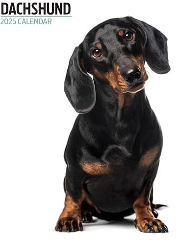 Dackel Kalender 2025 Modern