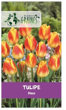 10 Bulbes de Tulipe 'Disco' - Un Éclat de Couleurs Vives et Vibrantes pour le Printemps