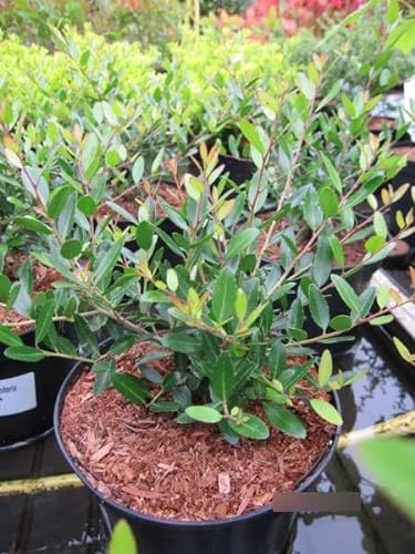 Ilex vomitoria Nana - Yaupon-Stechpalme - 20-25
