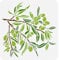FINGERINSPIRE Olive Tree Branch Stencil for Painting 30x30cm Reusable Olive Tree Pattern Drawing Template Plastic PET Tree Branches Painting Stencil Plant Theme Template for Home Decoration