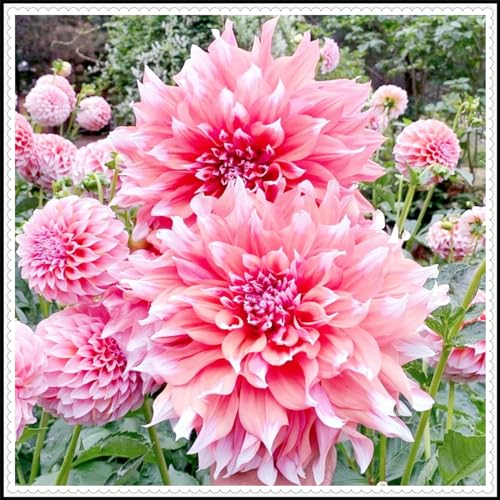 Dahlienknollen mit großen, mehrfarbigen Blüten, die sehr dekorativ sind,dahlien knollen winterhart-4zwiebeln-A