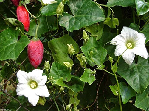 Shopvise 10 Samen - Efeu-Kürbis ~ (Coccinia Grandis) Tindora, Kleiner Kürbis, Ttropical Vine