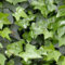6x Gemeiner Efeu - Hedera helix - Topf 9x9cm