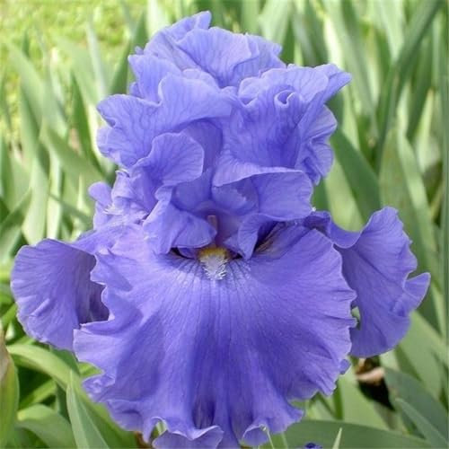 Irisknollen, iris zwiebeln winterharte Staude, Gartendekoration, wächst gut in Töpfen, blüht im Sommer-10zwiebeln-B