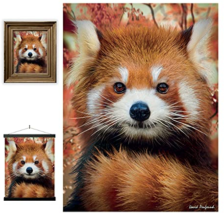 3D LiveLife Linsenförmige Wandkunst Drucke - Baby Roter Panda von Deluxebase. Ungerahmtes 3D Dschungel Poster. Perfekter Wandfüller. Original kunstwerk lizenziert von bekannt künstler, David Penfound