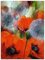 ARTland Wanddeko Glasbilder Wandbild Glas Bild einteilig 45x60 cm Hochformat Natur Pflanzen Blumen Mohnblume Mohn Pusteblume Löwenzahn Sommer U4QP