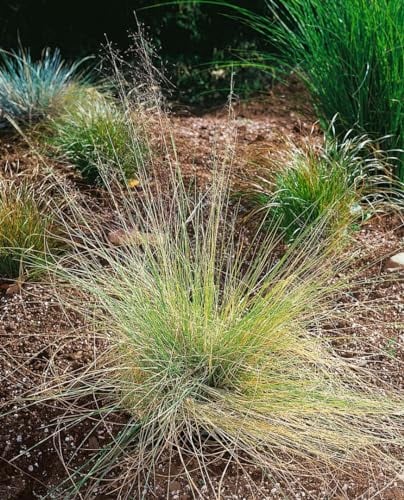 Haargras im Topf Muhlenbergia capillaris Ziergras Kübelpflanze Steingarten