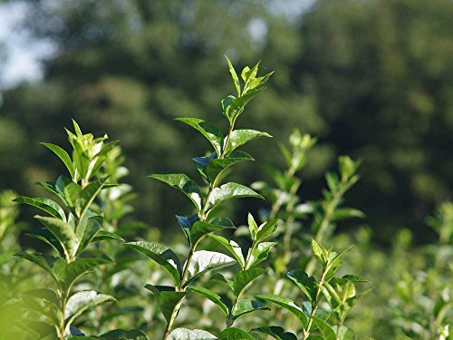 5 Stk. Liguster Ovalifolium Ligusterhecke Topfware 15-30 cm hoch - Ligustrum Ovalifolium - Garten von Ehren®