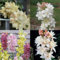 Tuberose zwiebeln,winterharte,Tuberose zwiebel Winterhart MehrjäHrig,Staude TOP SORTE,Tuberose Zwiebel,Tuberose pflanze winterharte Blumenzwiebel,tuberose bulb,tuberose pflanze.-6zwiebeln-A