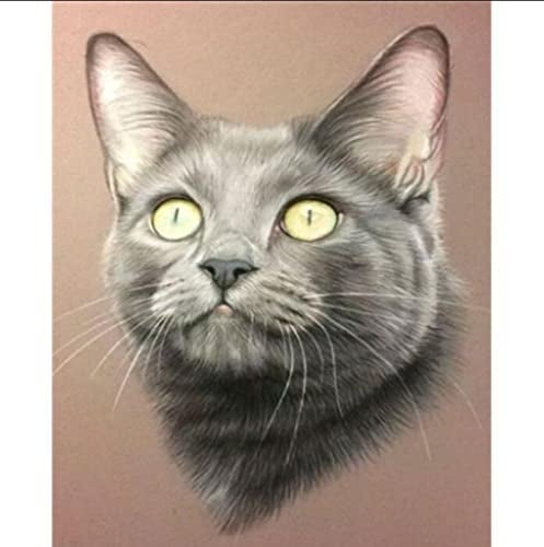 BIIONE Digitales Ölgemälde Diy Gemälde Wohnzimmer Dekorationmalen Nach Zahlen Für Erwachsene Katze Tier Ölbild Nach Zahlen Moderne Wohnkultur Wandkunst Ölbildergemälde Handgemaltes Ölgemälde Handg