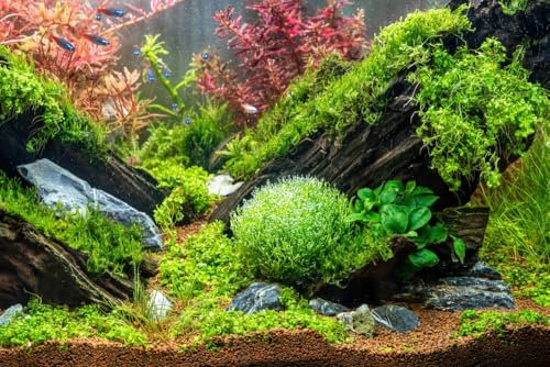 PondPlantsUK - Mixed Amount of Tropical Aquatic Plants No Lead (25 Live Aquarium Plants)