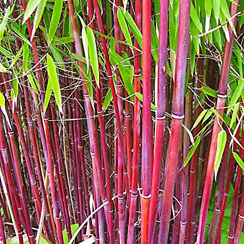 Fargesia Bamboo Hardy Outdoor Ornamental Flowering Garden Evergreen Pot Plants (Asian Wonder) (30-40cm (Incl. Pot))