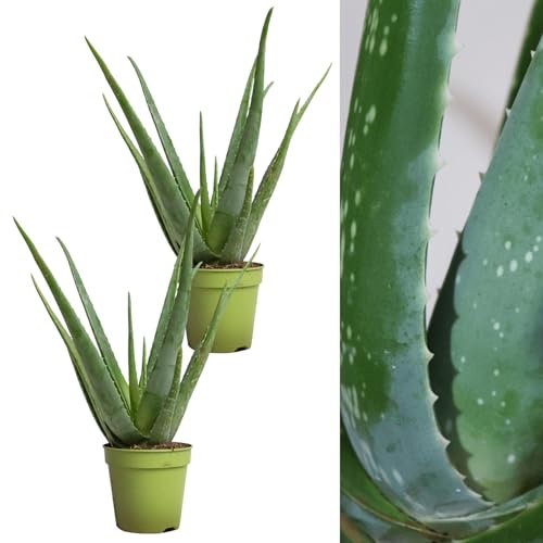 Aloe Vera Plants (2 Plants) 25-30cm in Height - Perfect Plants for Beginners