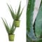 Aloe Vera Plants (2 Plants) 25-30cm in Height - Perfect Plants for Beginners