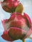 Magnolie Genie ® - Magnolia x soulangiana - Tulpenbaum - Blütengehölz - duftend - 60-80cm
