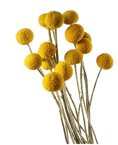 DongArts 40 Stem/pcs Natural Craspedia Dried Flowers, 45 cm Yellow Billy Buttons Balls Bouquet, Craspedia Globosa Dried Immortal Flower for Wedding DIY