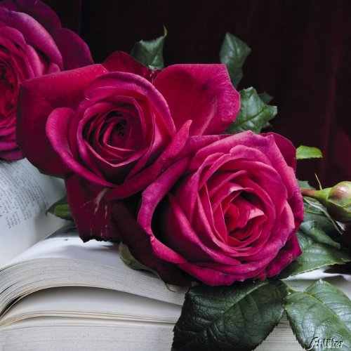Edelrose Wolfgang von Goethe in purpur-pink - Duftrose winterhart - Rosen-Blüte in purpur-pink - Rose sehr stark duftend als wurzelnackte Rose in A-Qualität von Garten Schlüter - Pflanzen in Top Quali