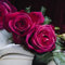 Edelrose Wolfgang von Goethe in purpur-pink - Duftrose winterhart - Rosen-Blüte in purpur-pink - Rose sehr stark duftend als wurzelnackte Rose in A-Qualität von Garten Schlüter - Pflanzen in Top Quali