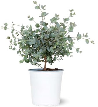 Attitude Jardin - Eucalyptus gunnii - arbuste persistant - 40-50 cm - ⌀ 21 cm - plante d'extérieur