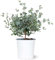 Attitude Jardin - Eucalyptus gunnii - arbuste persistant - 40-50 cm - ⌀ 21 cm - plante d'extérieur