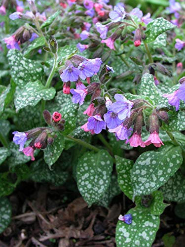 Portal Cool Pulmonaria Signora Luna Hardy Viola e Rosa Fiori in Primavera. 3 Piante radice Nuda