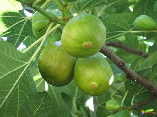 Fico Ficus carica Ice pianta in vaso ø17 cm Vivaio di Castelletto