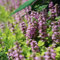 120 pcs Kriechender Günsel Samen - bonsai samen luftreinigende zimmerpflanzen Ajuga reptans, bienenwiese saatgut gartensamen pflanzen garten winterfeste pflanzen für garten blumensamen