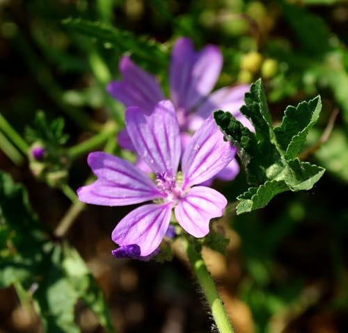 Wilde Malve - Malva sylvestris - 200 Samen