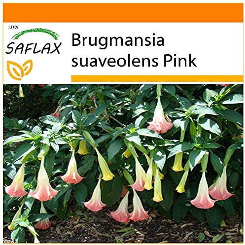 SAFLAX - Garden in the Bag - Trompeta de ángel/Fucsia - 10 semillas - Con sustrato de cultivo en un sacchetto rigido fácil de manejar. - Brugmansia suaveolens Pink
