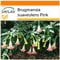 SAFLAX - Garden in the Bag - Trombone d'angelo rosa - 10 semi - Brugmansia suaveolens Pink