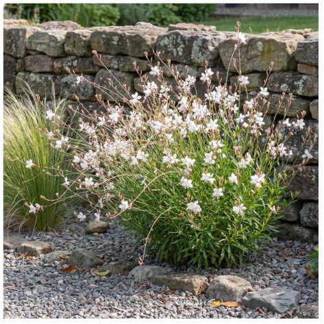 Stauden Gänge 1 x Gaura 'Whirling Butterflies' Prachtkerze weiß | Weiße Blüten aus rosa Knospen - 60-80 cm, Blüte Juni bis Oktober, winterhart bis -15 °C, 9x9 cm Topf