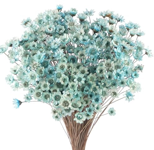 300 STK Getrocknete Blumen Brasilianische Blau Kleine Sternblume Blumen Mini Getrocknete Blumenstrauss Gänseblümchen Mini-Kamille Blumenstrauß für Blumenarrangement Hochzeit 300pcs Star Dried Flower