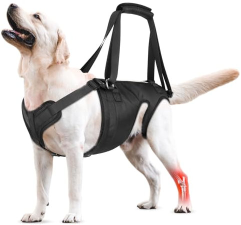 Hunde Tragehilfe, Hundegeschirr zum Heben, als Treppenhilfe, zur Unterstützung der Hinterbeine, ideal für Senioren, behinderte, verletzte & arthritische Hunde bei ACL-Genesung,Kann pinkeln (L)