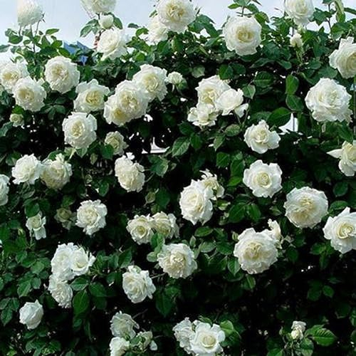 100 pezzi semi di rosa rampicante giardino casa balcone recinzioni decorazioni piante fiori per piantare giardini Bianco