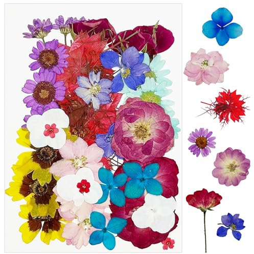 Cayway 36 Stück Natürliche Getrocknete Blumen, Getrocknete Blumen, Getrocknete Gepresste Blätter, Natürliche Trockene Blätter für DIY Harz Scrapbooking Handwerk Karten Machen