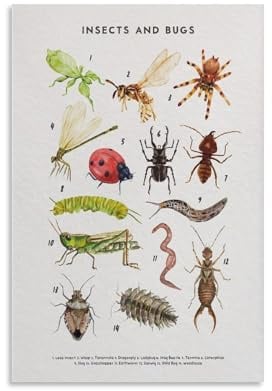 Pädagogisches Poster mit Insekten und Käfern, Montessori, Heimschule, Kunst, Bildung, Natur, Vorschule, Lernen, Natur, Klassenzimmer, Poster, Vintage-Leinwand-Poster, Wandkunst, Dekordruck, Bild,
