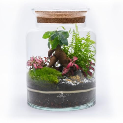DIY Terrarium Kit with Ficus Bonsai, Fittonia & Fern, 25cm Complete Glass Container Set with LED Cork Lid, High Quality Closed Terrarium, Ecosystem, Garden in Bottle, Office Home Decoration