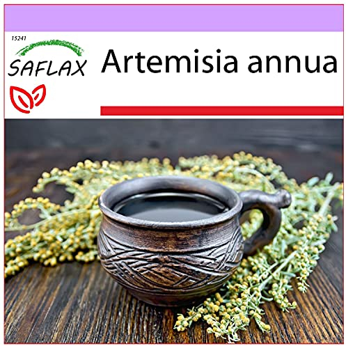SAFLAX - Heilpflanzen - Chinesischer Beifuß - 250 Samen - Artemisia annua