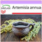 SAFLAX - Heilpflanzen - Chinesischer Beifuß - 250 Samen - Artemisia annua