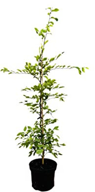 Carpinus betulus Hainbuche,winterhart, deutsche Baumschulqualität, im Topf für optimales anwachsen