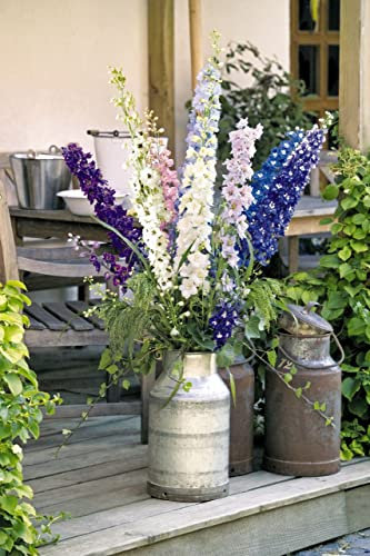DELPHINIUM PACIFIC MISCUGLIO NR.20 SEMI