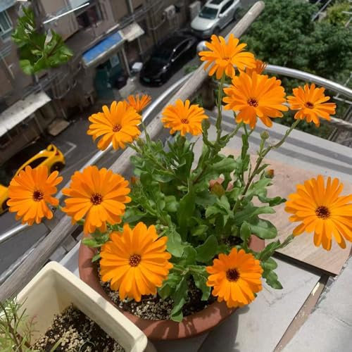 500 piezas semillas de caléndula perenne orgánica flores semillas perennes, plantas de contenedor caléndula, caléndula officinalis, Plantas en macetas reales, semillas de plantas en